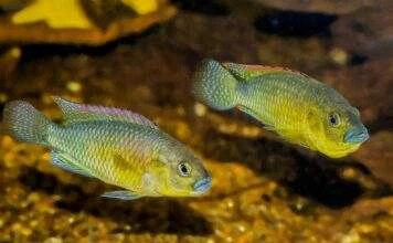 Fiche du poisson Pseudocrenilabrus philander dispersus Pseudocrenilabrus philander dispersus