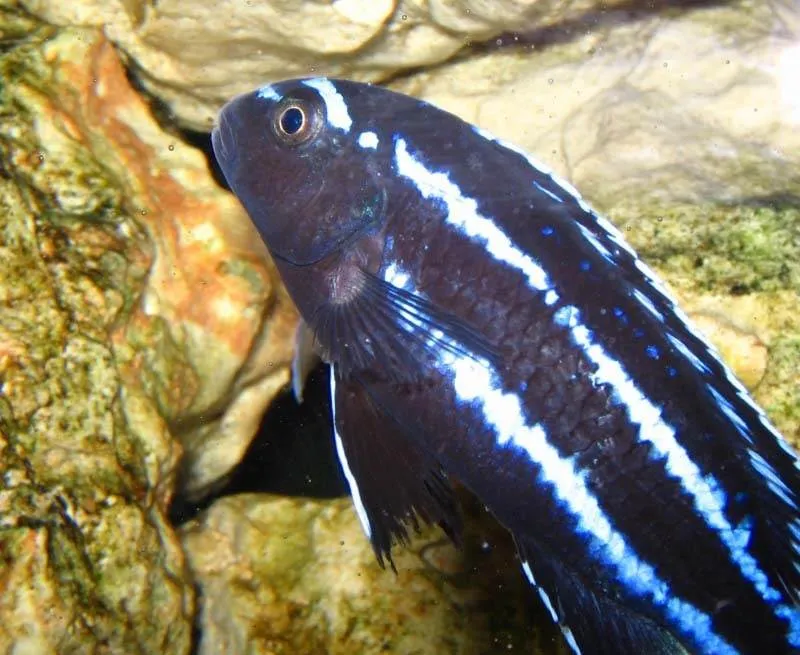 Pseudotropheus johannii