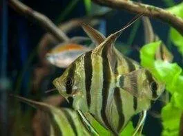 Pterophyllum altum
