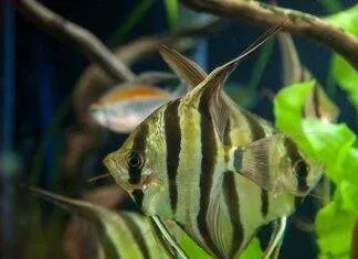 Pterophyllum altum