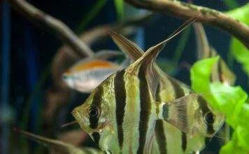 Pterophyllum altum