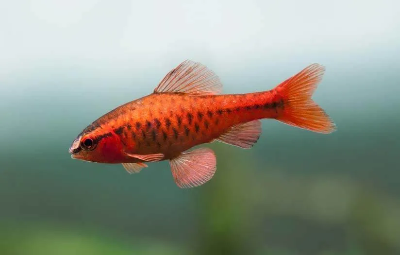 Puntius titteya