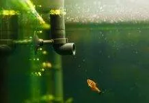 Quel système de filtration choisir pour mon aquarium Quel système de filtration choisir pour mon aquarium