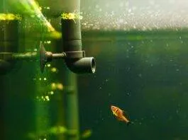 Quel système de filtration choisir pour mon aquarium