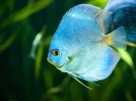 Symphysodon aequifasciatus