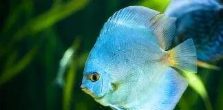 Symphysodon aequifasciatus