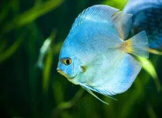 Symphysodon aequifasciatus