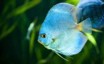 Fiche du poisson Symphysodon aequifasciatus Symphysodon aequifasciatus