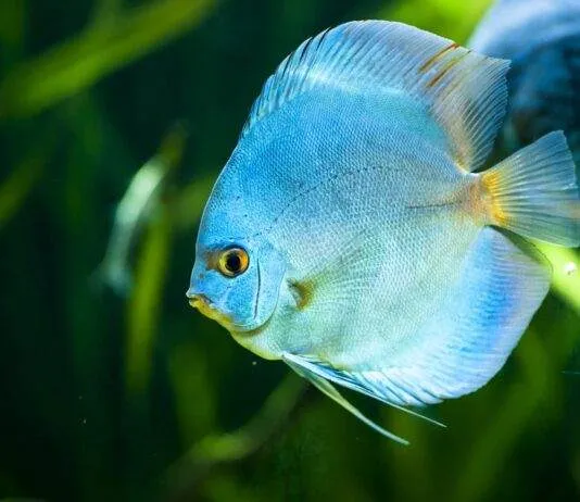 Symphysodon aequifasciatus