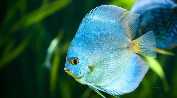 Symphysodon aequifasciatus