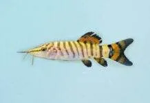 Fiche du poisson Syncrossus helodes Syncrossus helodes