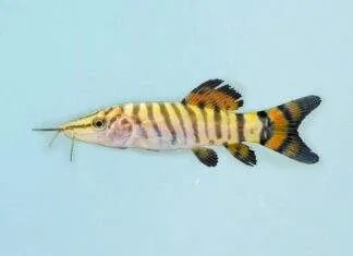 Fiche du poisson Syncrossus helodes Syncrossus helodes