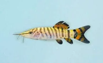 Fiche du poisson Syncrossus helodes Syncrossus helodes