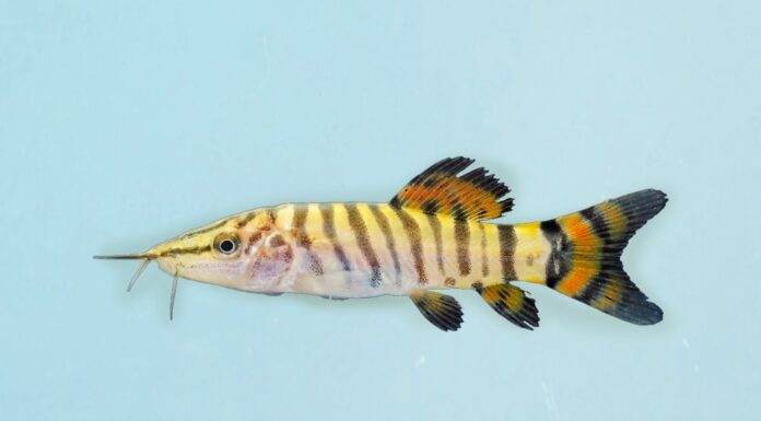 Fiche du poisson Syncrossus helodes Syncrossus helodes
