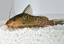Synodontis schoutedeni