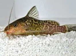 Synodontis schoutedeni