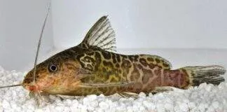 Synodontis schoutedeni