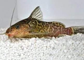 Synodontis schoutedeni