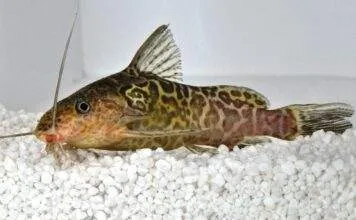 Synodontis schoutedeni