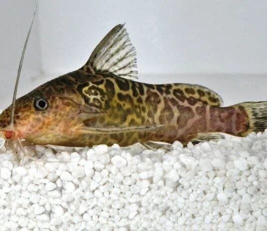 Synodontis schoutedeni