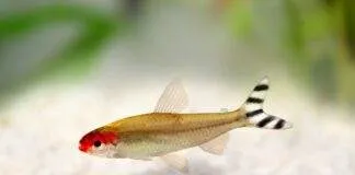 Tetra à bouche rouge