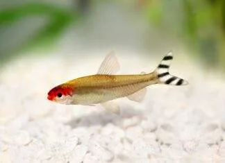 Tetra à bouche rouge