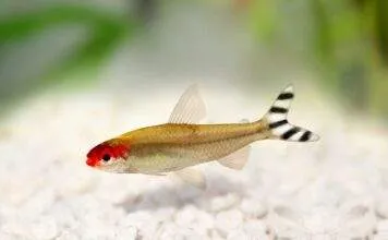 Fiche du poisson Hemigrammus bleheri Tetra à bouche rouge