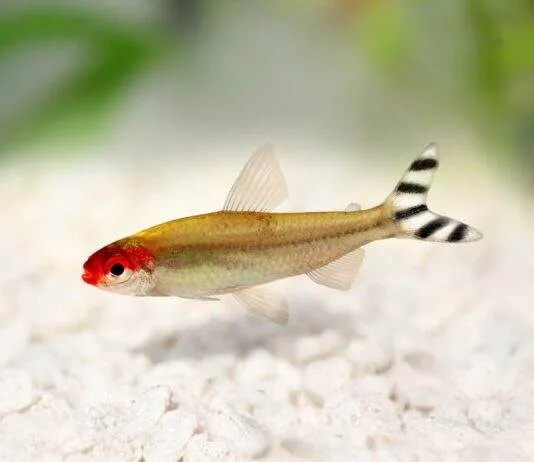 Tetra à bouche rouge