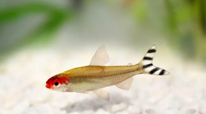 Fiche du poisson Hemigrammus bleheri Tetra à bouche rouge