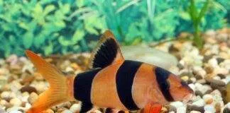 Tout savoir sur le poisson Botia Macracantha