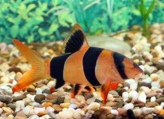 Tout savoir sur le poisson Botia Macracantha