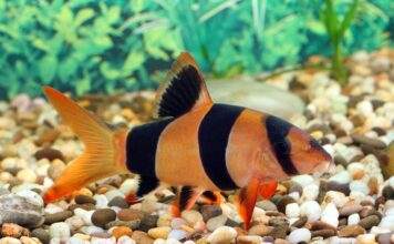 Tout savoir sur le poisson Botia Macracantha