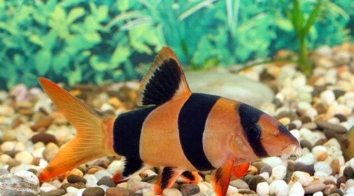 Tout savoir sur le poisson Botia Macracantha Tout savoir sur le poisson Botia Macracantha