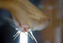 Symptome et Traitement du Camallanus (Ver rouge du guppy) Traitement du Camallanus