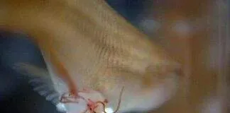 Traitement du Camallanus