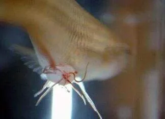 Symptome et Traitement du Camallanus (Ver rouge du guppy) Traitement du Camallanus