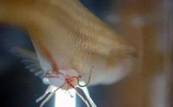 Traitement du Camallanus