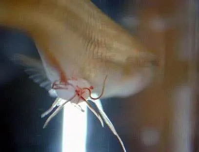 Traitement du Camallanus