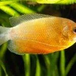 Fiche du poisson Trichogaster chuna (Colisa sota) Trichogaster chuna