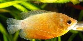 Trichogaster chuna