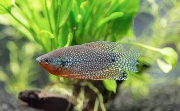 Trichopodus leerii