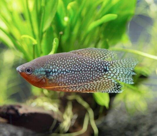 Trichopodus leerii