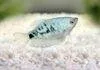 Fiche du poisson Trichopodus trichopterus (Gourami bleu) Trichopodus trichopterus