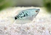 Trichopodus trichopterus