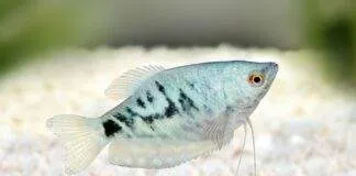 Trichopodus trichopterus