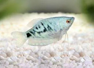 Trichopodus trichopterus