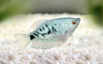 Trichopodus trichopterus