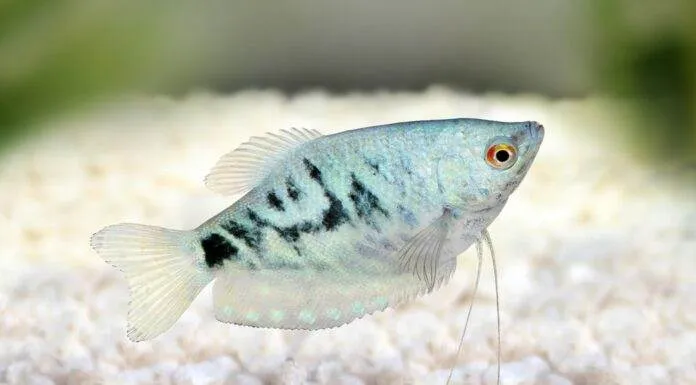 Trichopodus trichopterus