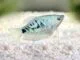 Trichopodus trichopterus
