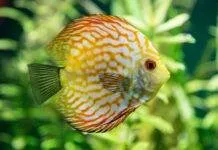 Une solution de maintien des discus en aquarium planté
